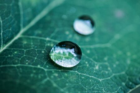 Düngemittel - grünes Pflanzenblatt mit Wassertropen darauf