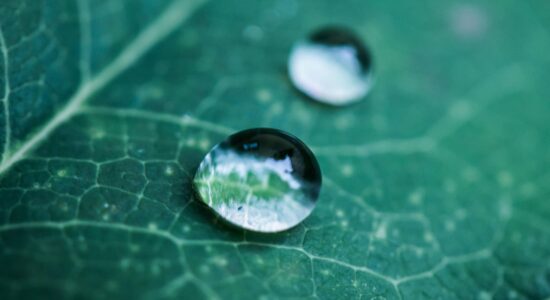 Düngemittel - grünes Pflanzenblatt mit Wassertropen darauf