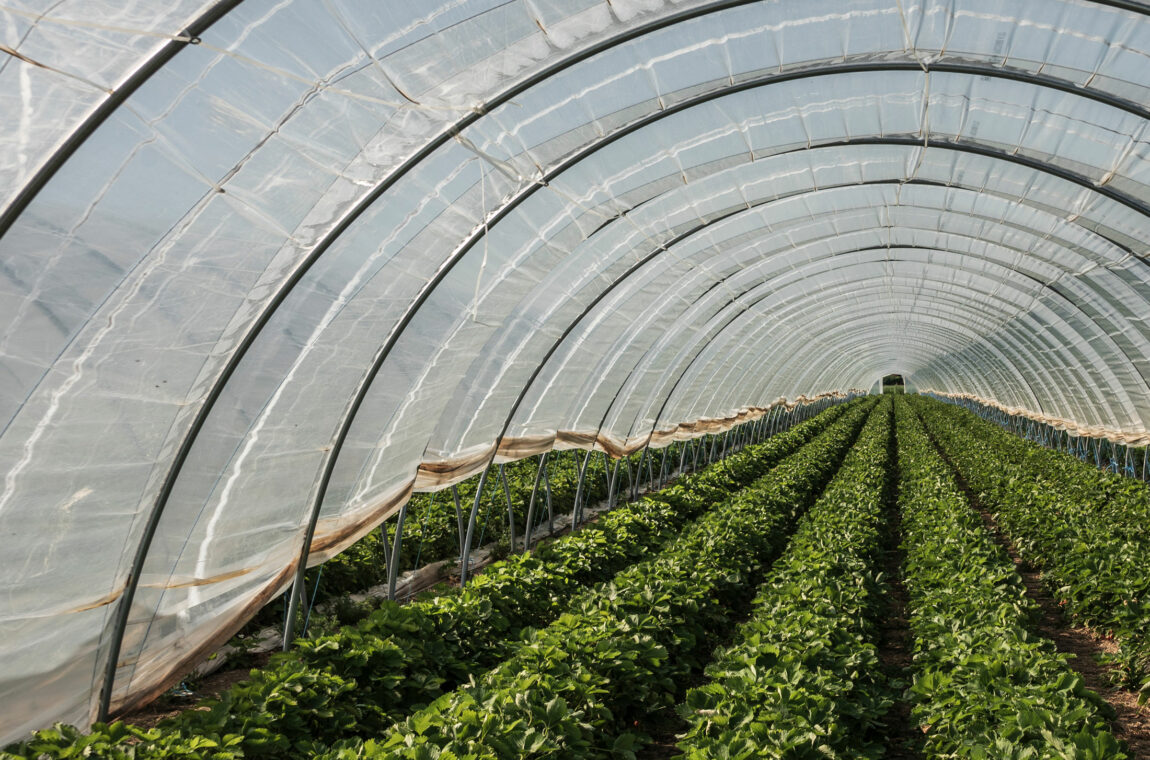 Polytunnel on a strawberry field. Polyethylene film for agriculture